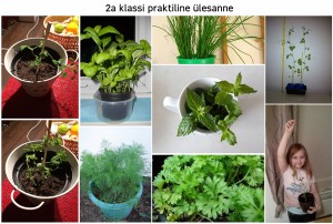 roheline kool